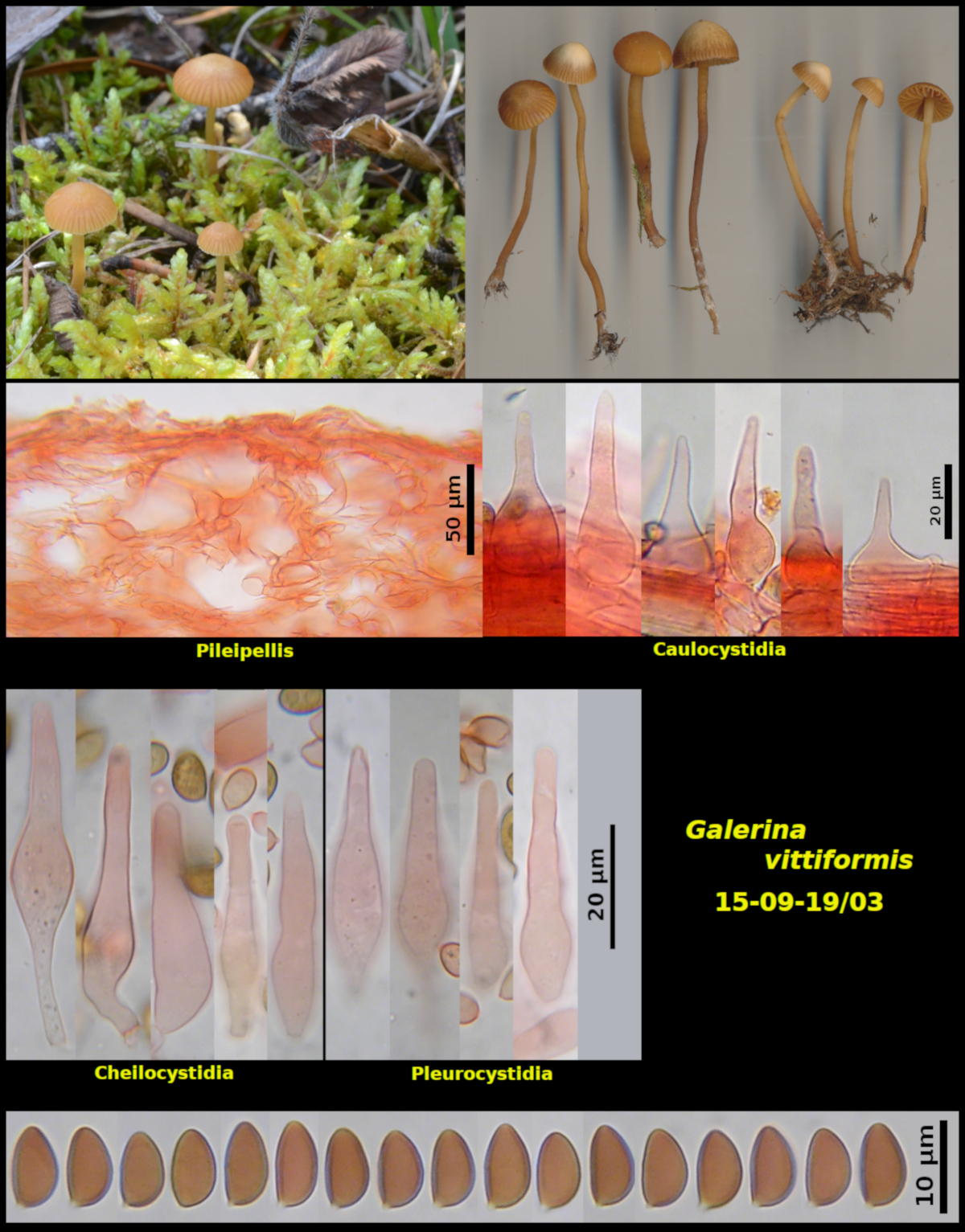 Picture of <i>Galerina vittiformis</i> 15-09-19/03